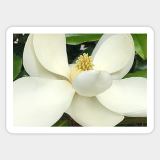 The Sweet White Magnolia Sticker